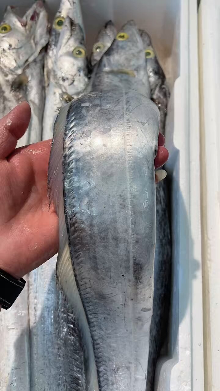 野生大带鱼每条1.5到2斤