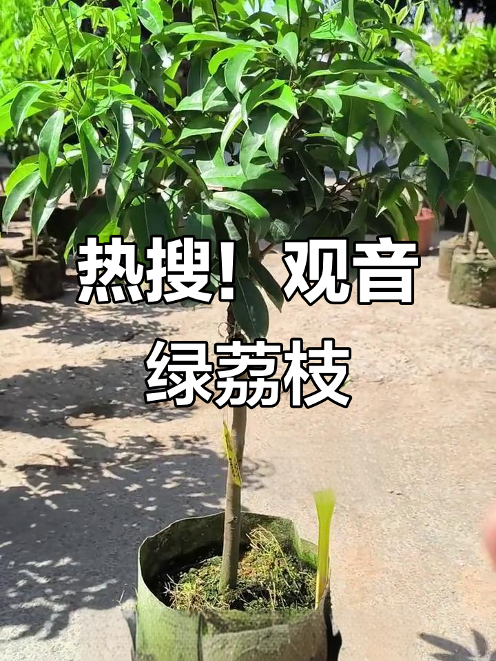 观音绿荔枝苗热销,品质与口感完美结合