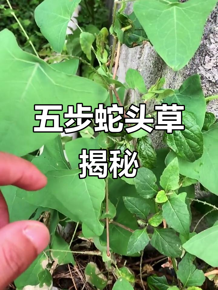 蛇头草:像五步蛇头的神秘植物,生长在房前屋后
