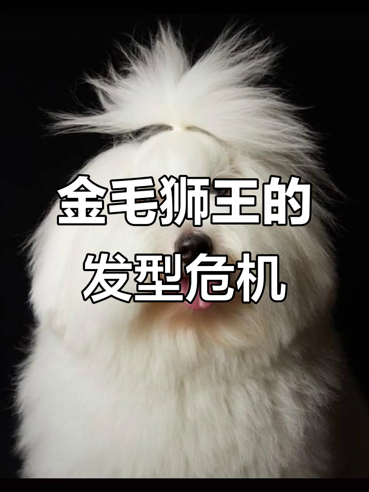 这只金毛狮王太潦草了,赶紧去理发!