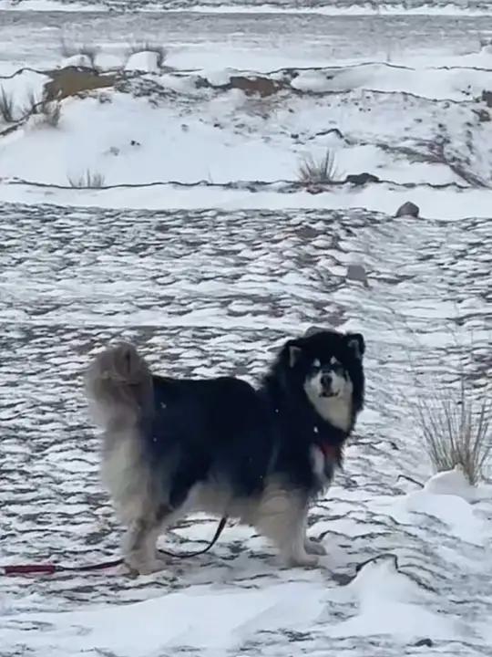 塞帕拉雪橇犬图片