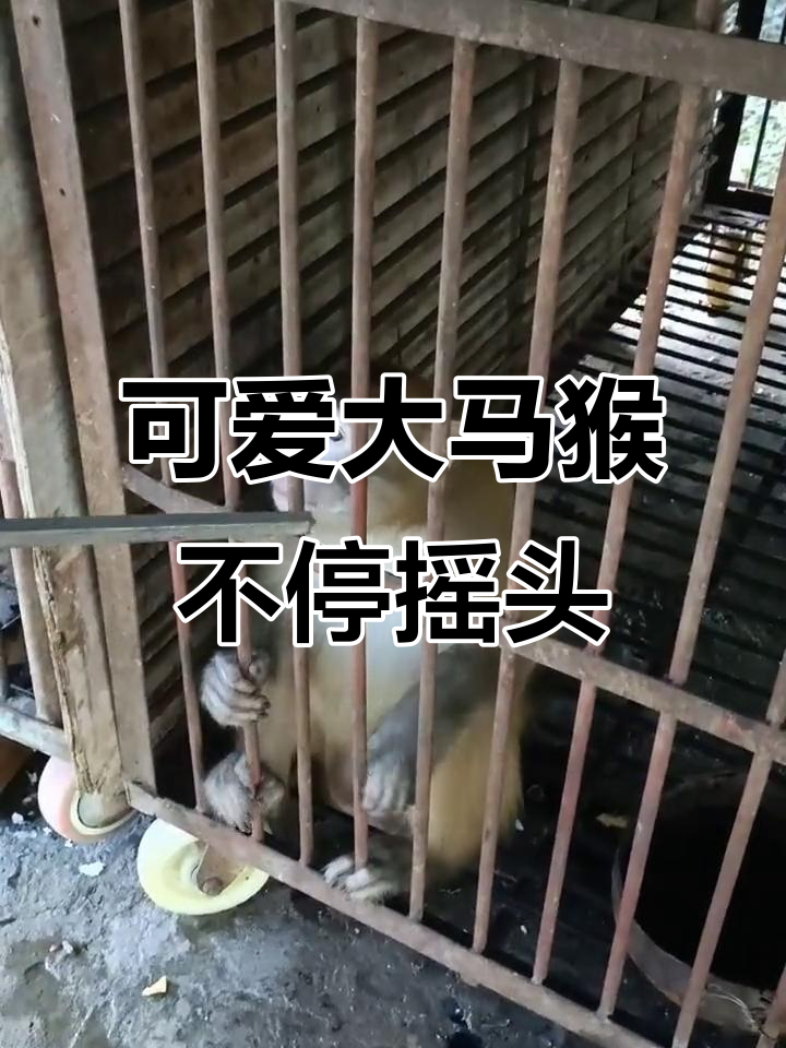 大马猴吃席摇头萌态十足,累了也不停歇