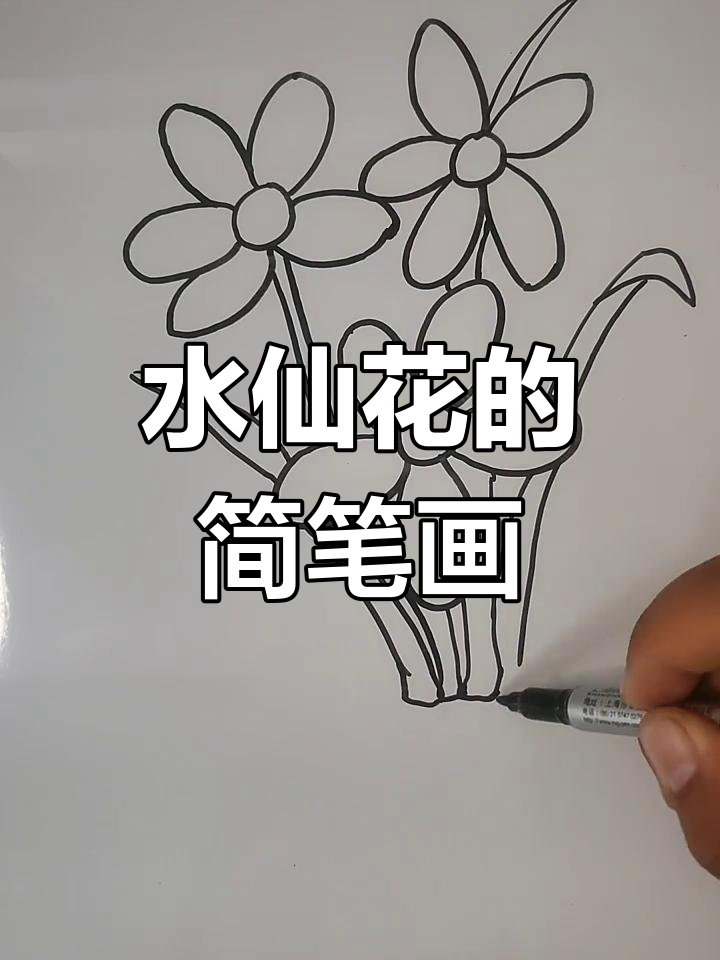 画出美丽水仙花,寓意吉祥如意