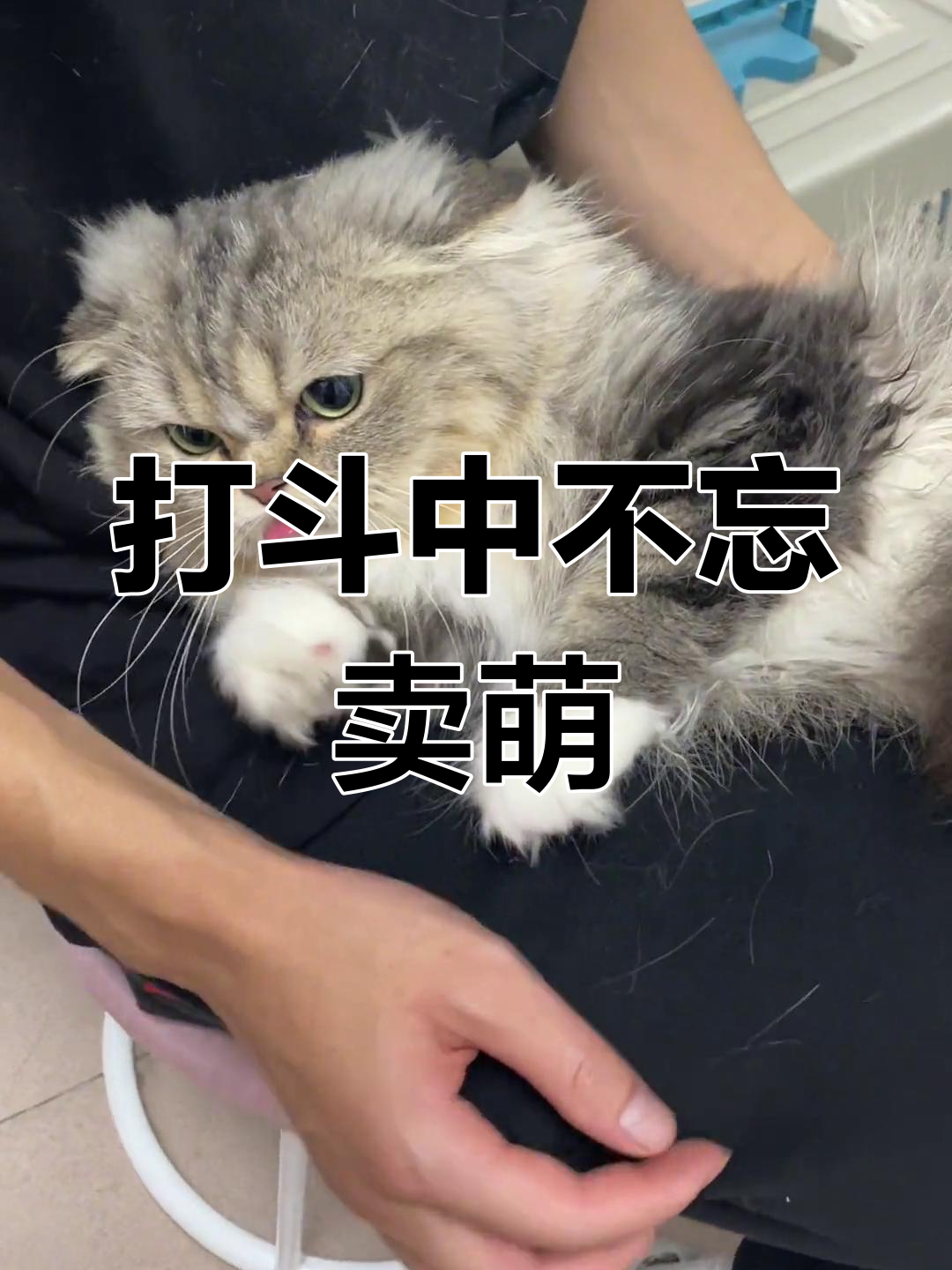 小脑斧打架卖萌,吐舌头超可爱