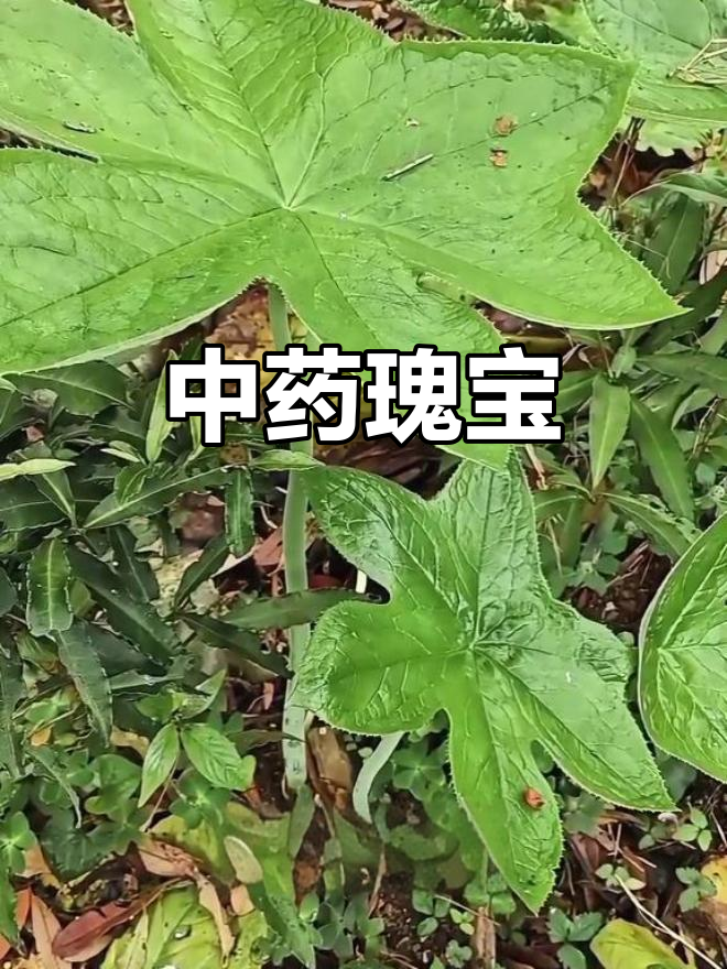 鬼臼,中药材中的珍稀之选