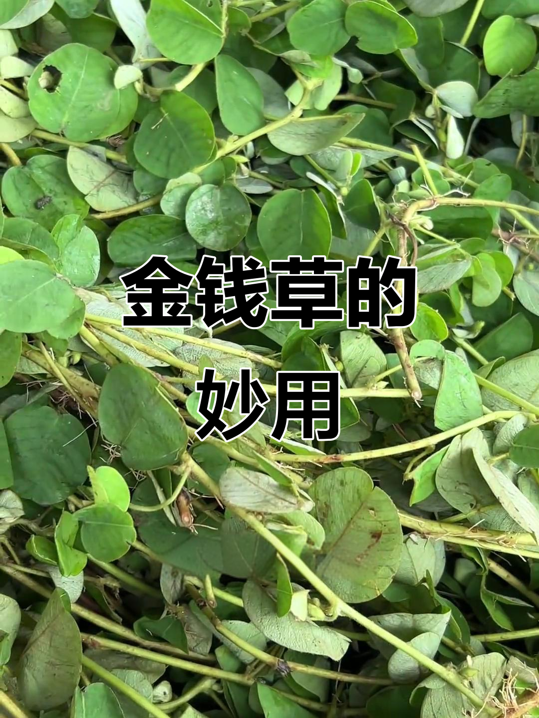 金钱草,农村的宝贝,洗净晒干,用途广泛!