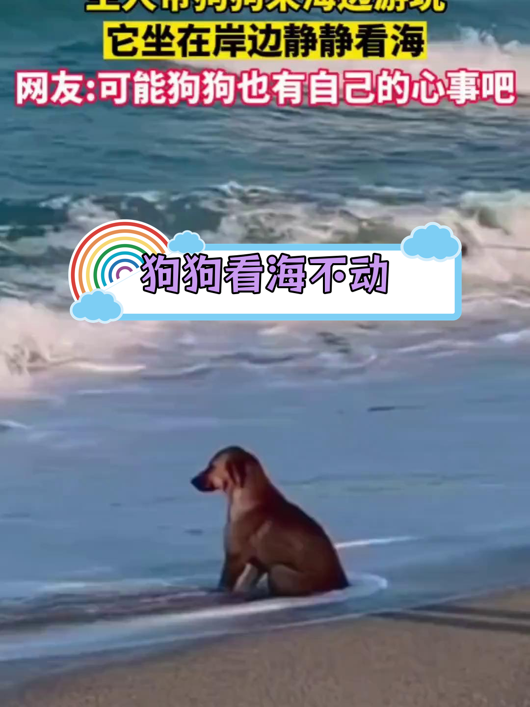 狗狗海边静坐,眼神迷离