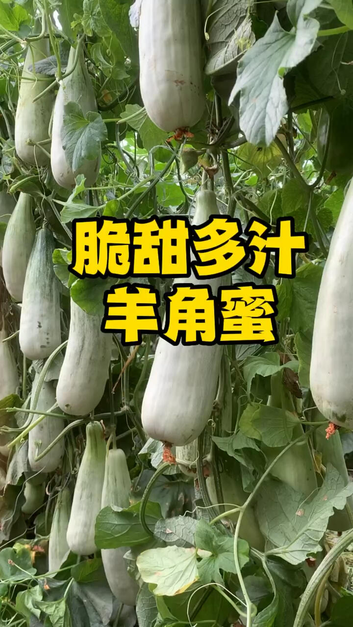 羊角蜜甜瓜 你还没吃过吗?