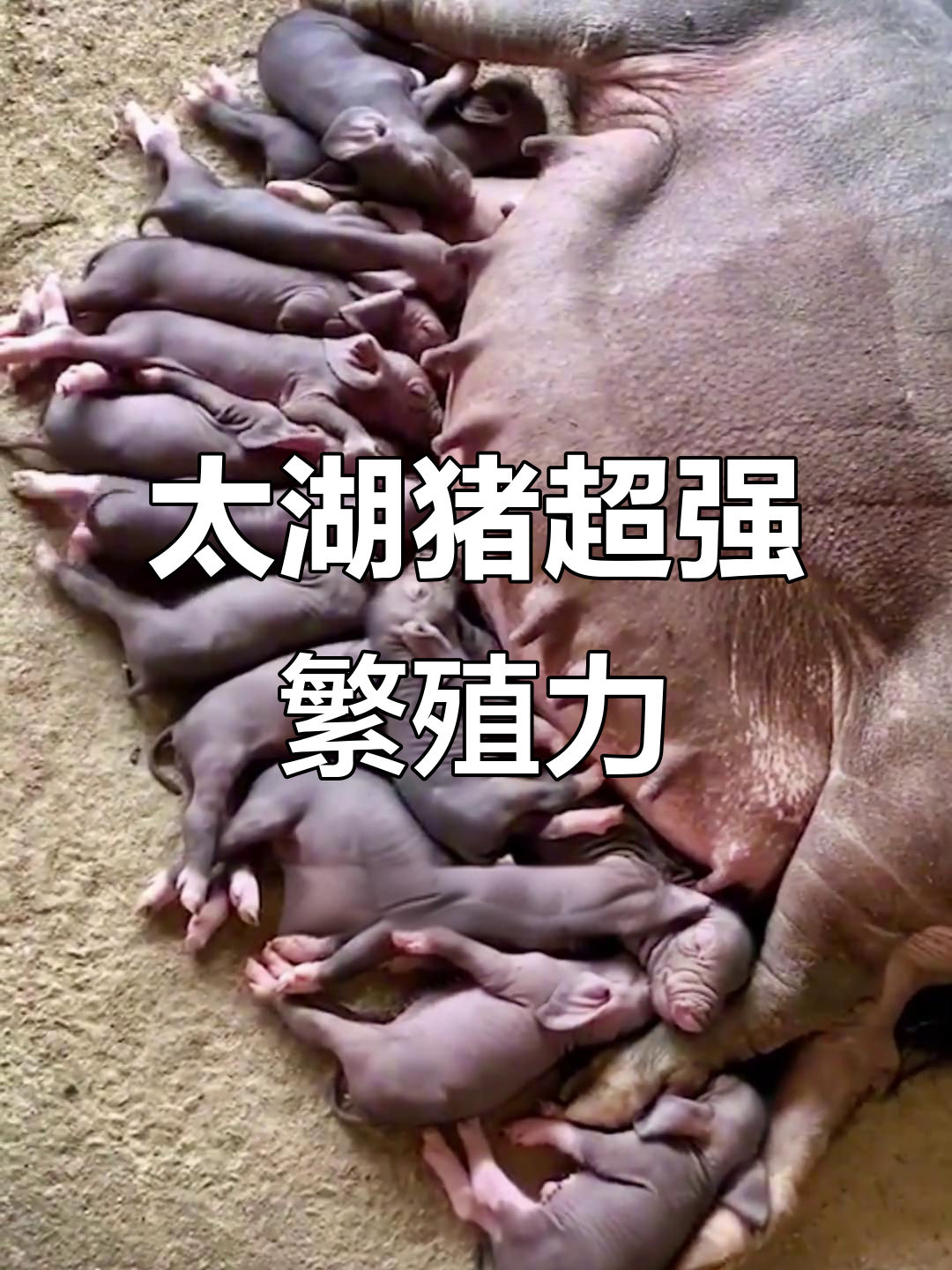 太湖猪:全球最能生的母猪,一胎可产42头小猪