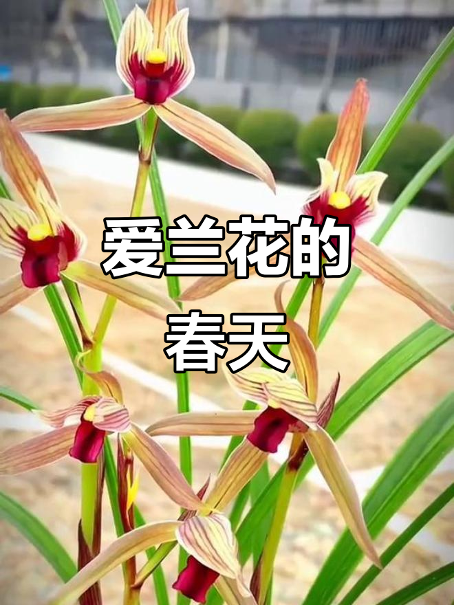 春剑红尊:兰花之美,一花一世界