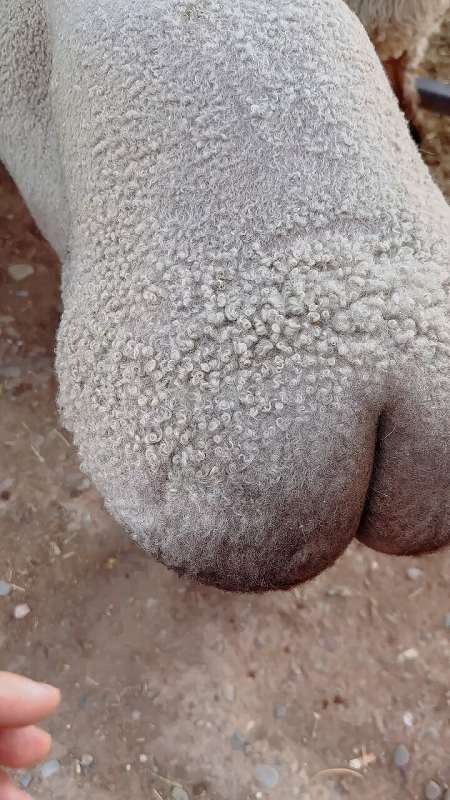 新疆阿勒泰大尾羊动物界的卡戴珊