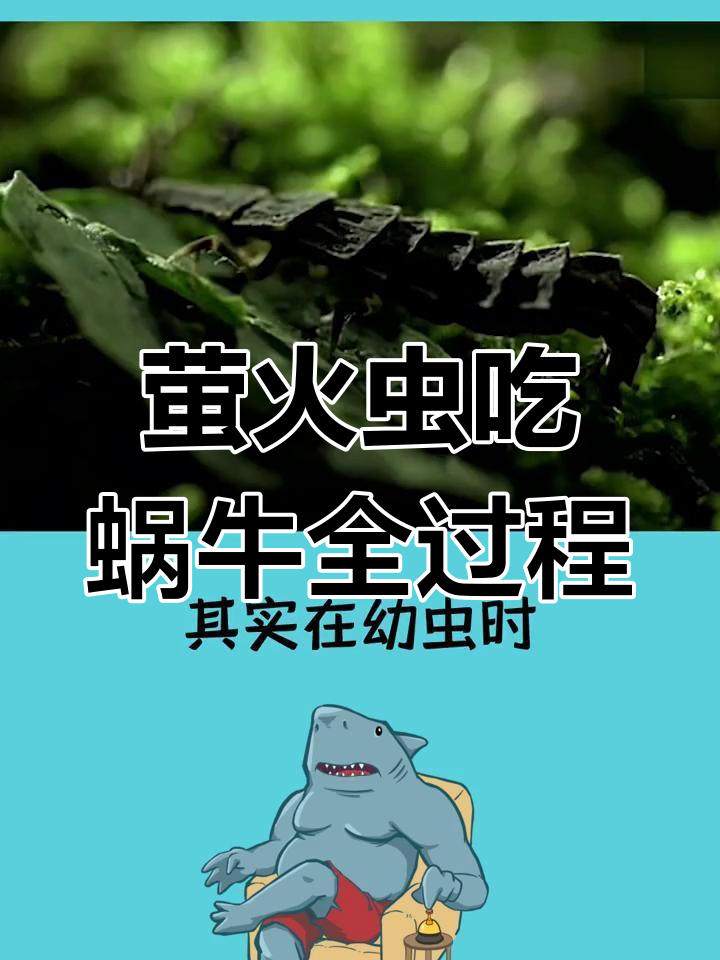 萤火虫如何将蜗牛变成食物?