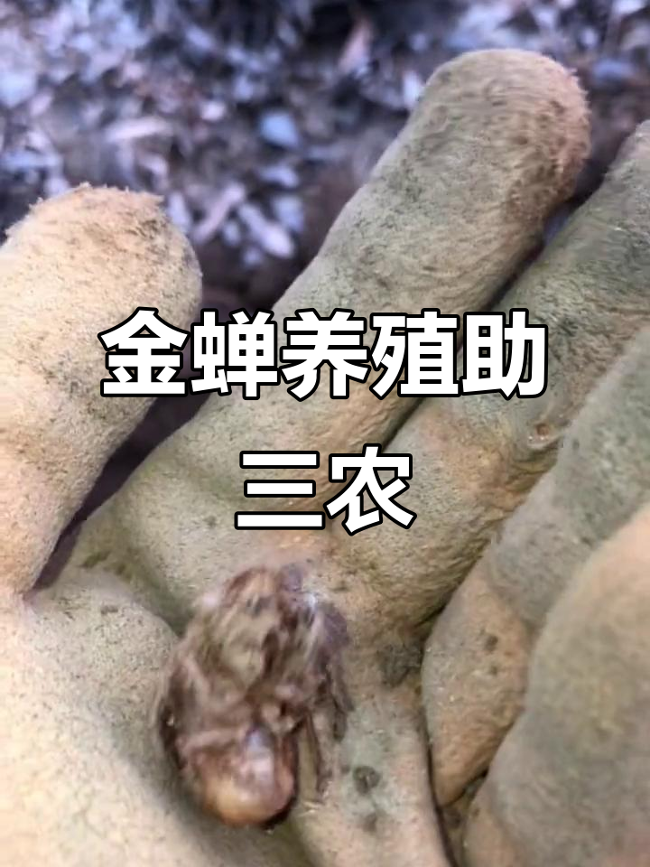 金蝉为什么三条腿