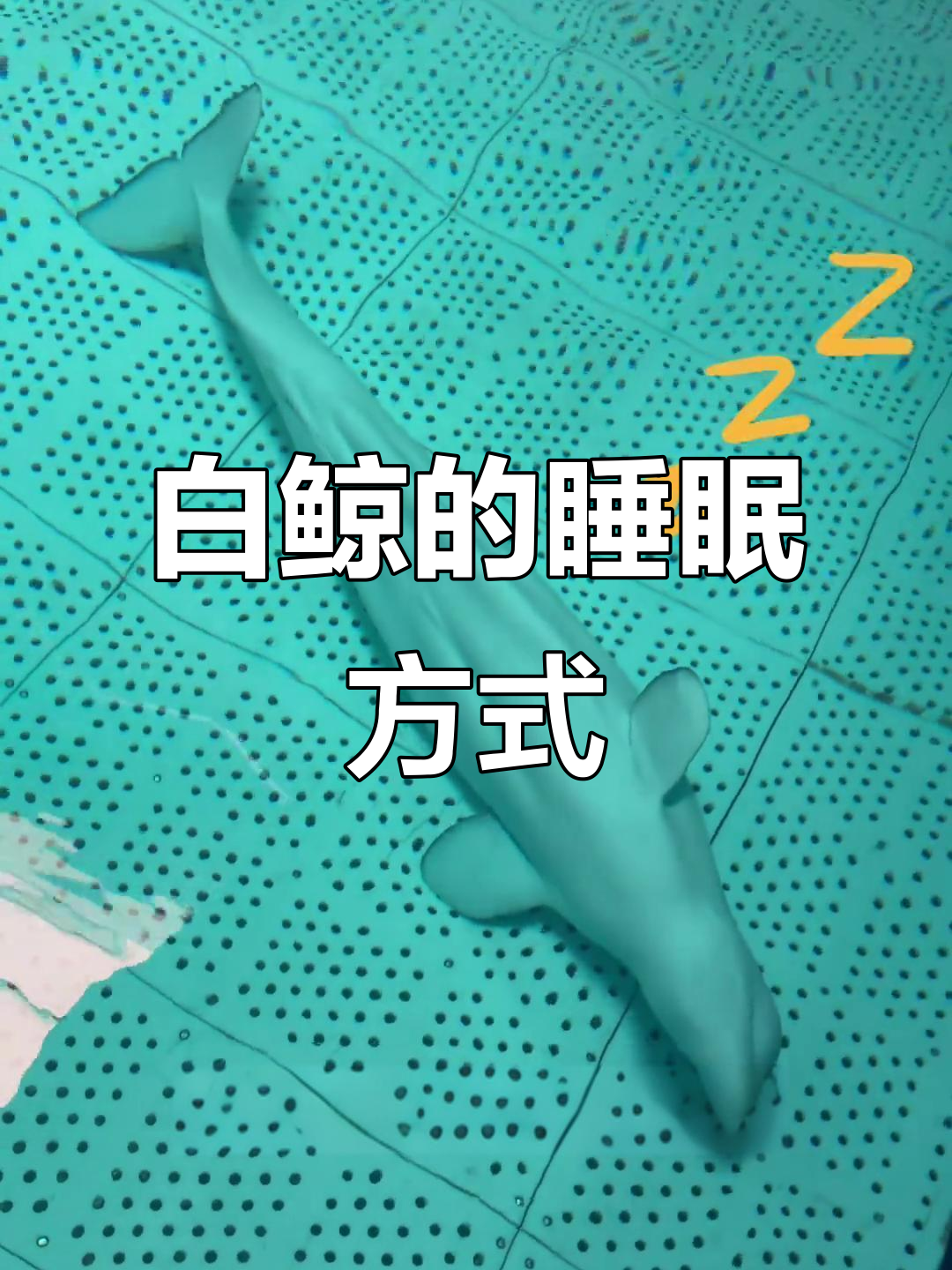 白鲸睡觉竟然这么有趣,居然能边睡边呼吸!