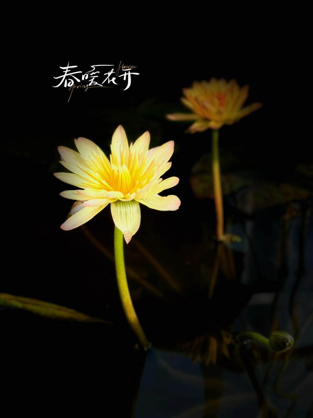 黑背景的花是怎么拍摄的