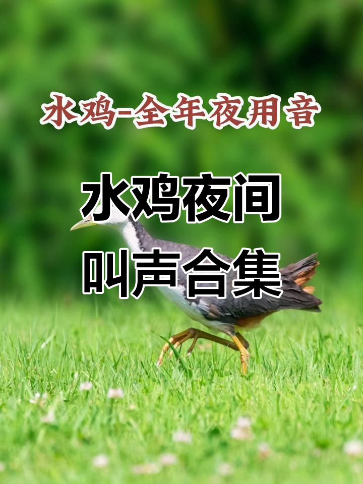 白面水鸡夜鸣声大揭秘,全年叫声全收录