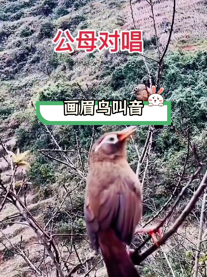 公母画眉鸟的叫声图片