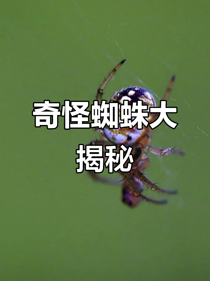 你见过像鬼脸一样的蜘蛛吗?看看这个奇特生物