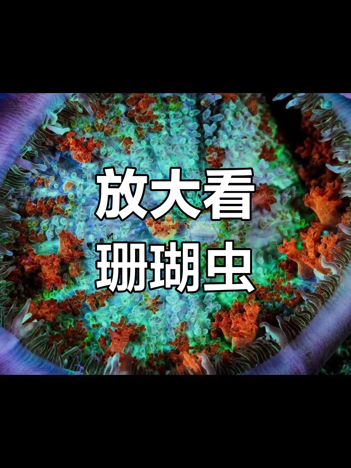 珊瑚虫的微观世界