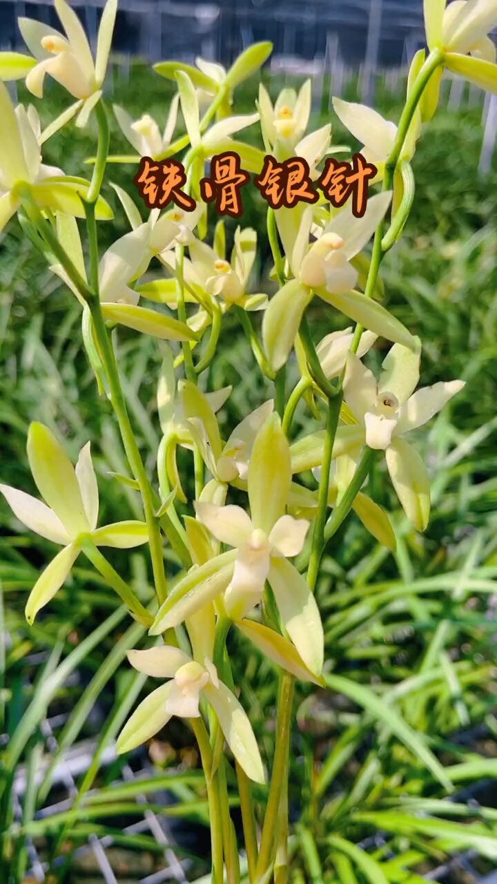 新手兰友推荐 好养的兰花铁骨银针 幽香四溢-度小视