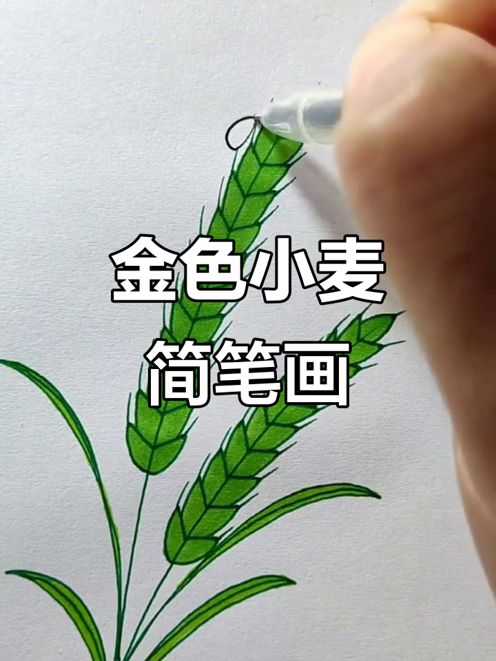 轻松画出金黄色小麦,简单又有趣