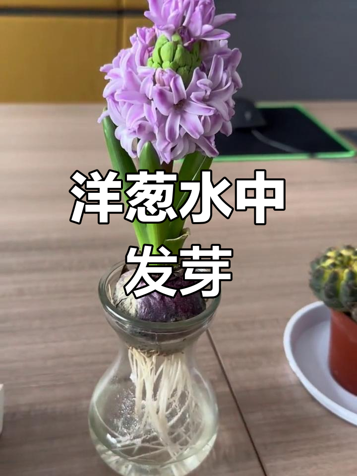 洋葱发芽会开花吗图片