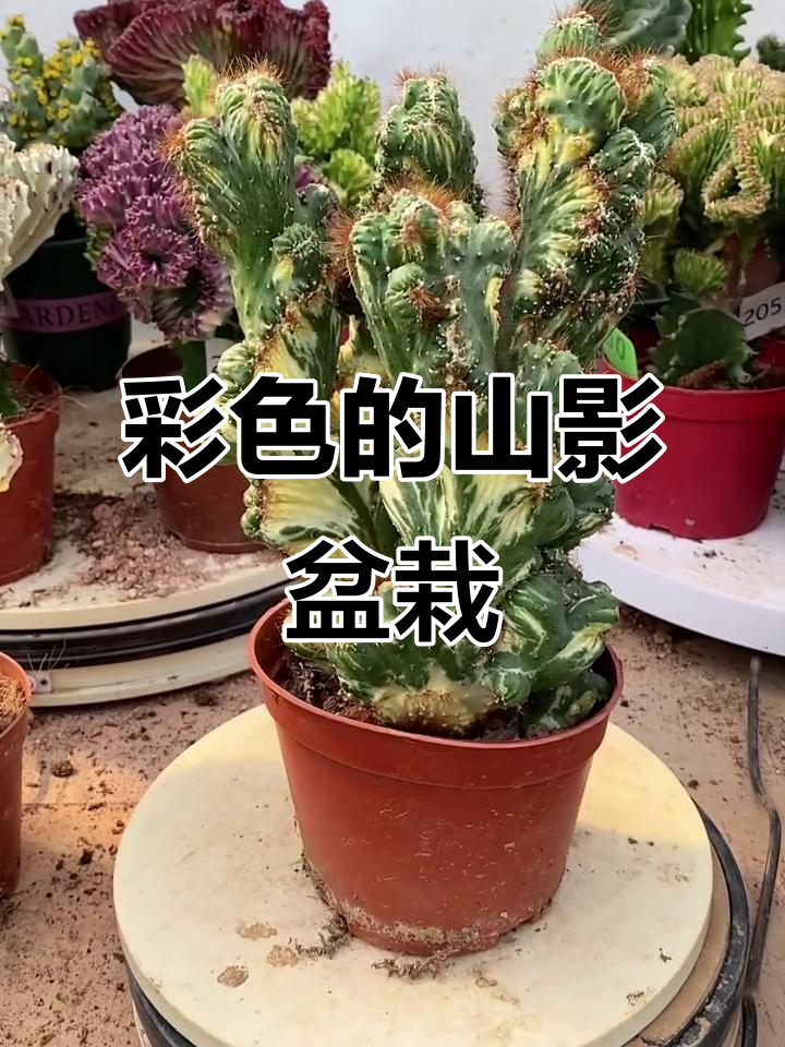 彩色山影盆栽,打造独特家居风格