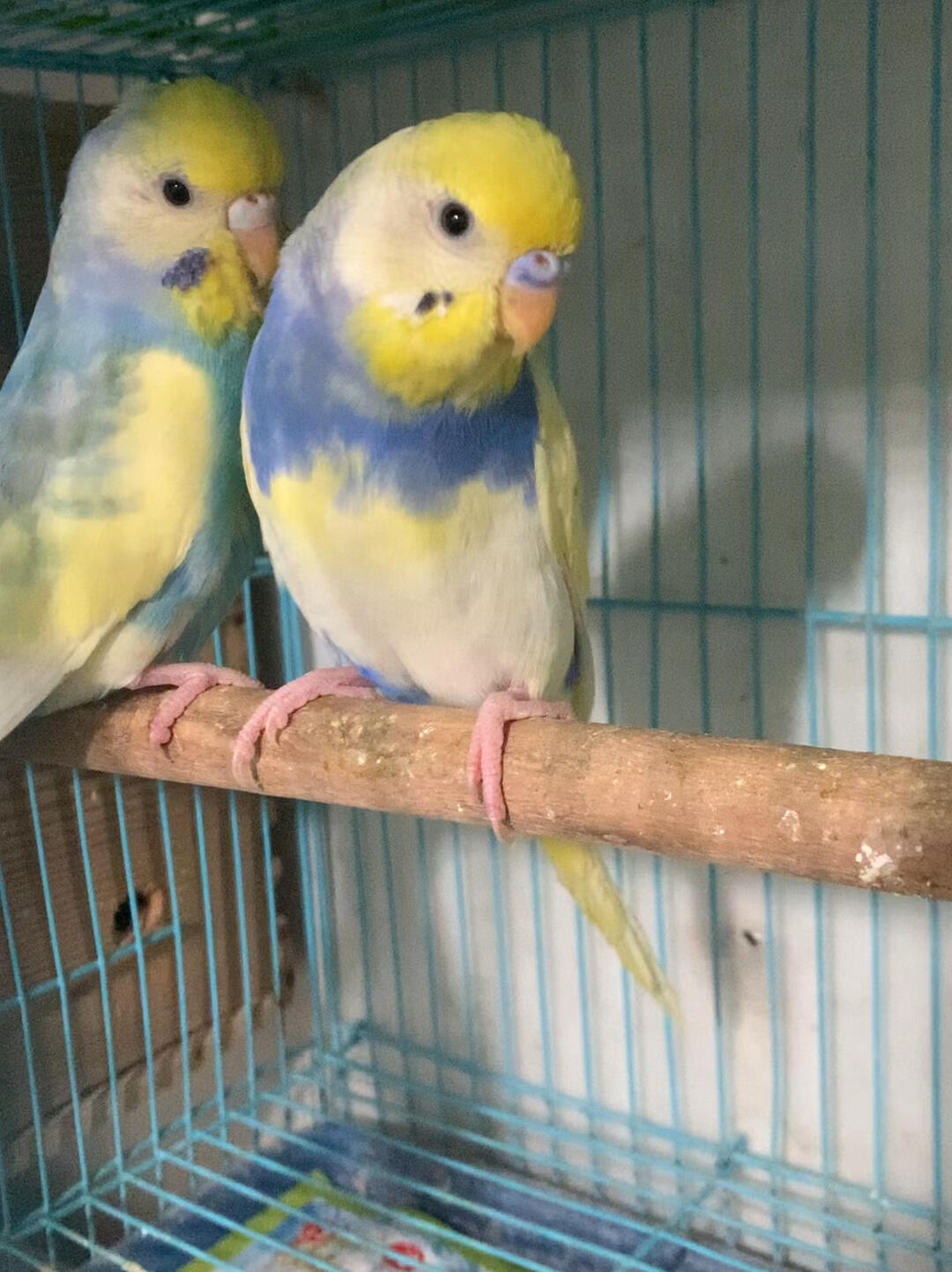 大头虎皮鹦鹉可以和小虎皮鹦鹉配吗!