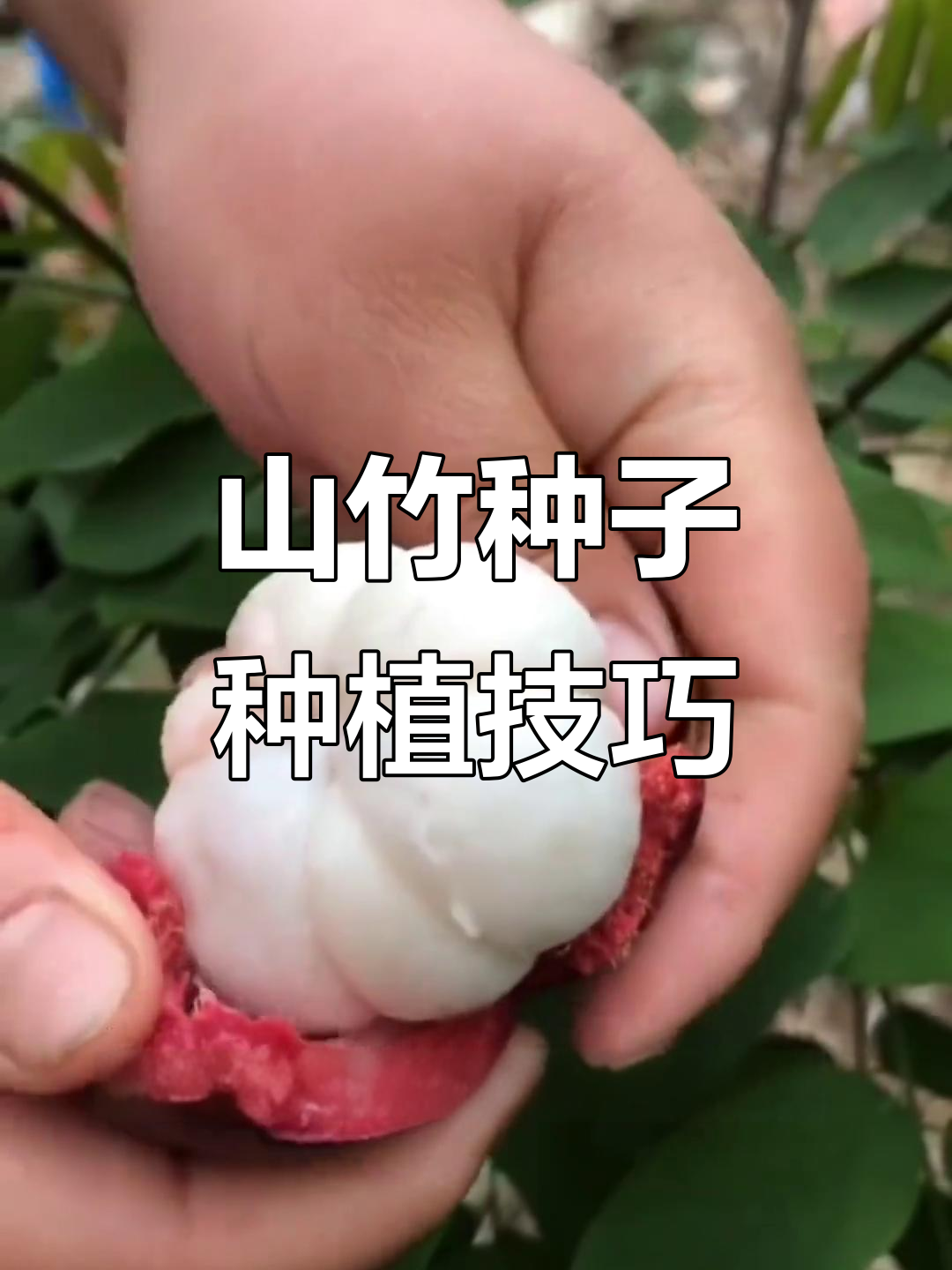 用山竹种子种盆栽,简单几步教你快速发芽