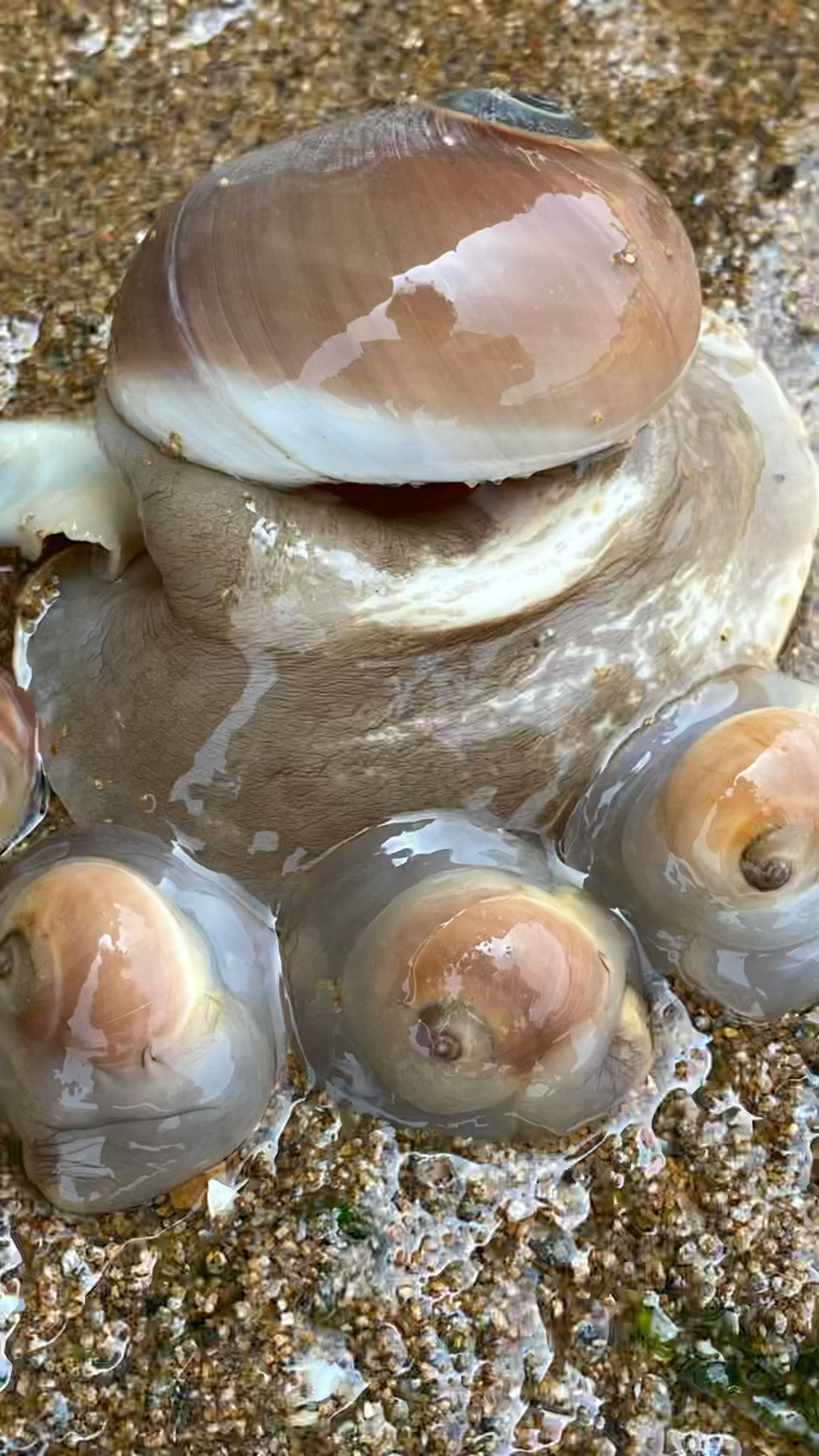 户外赶海发现许多猫眼螺宝宝在窝沙