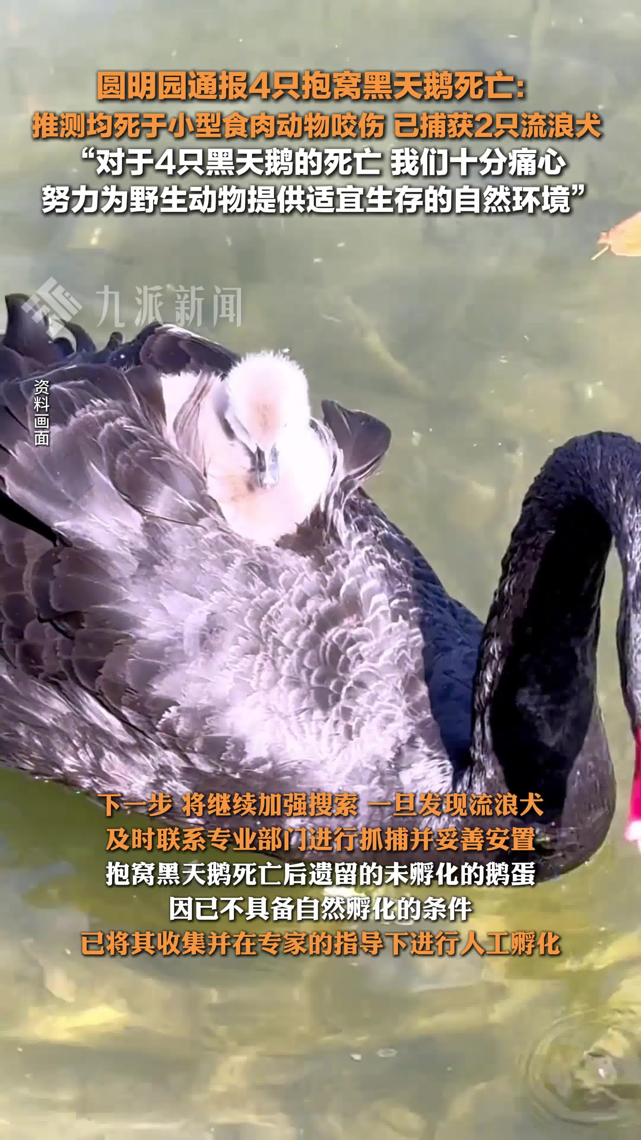 圆明园通报4只抱窝黑天鹅死亡:十分痛心,均死于小型食肉动物咬伤