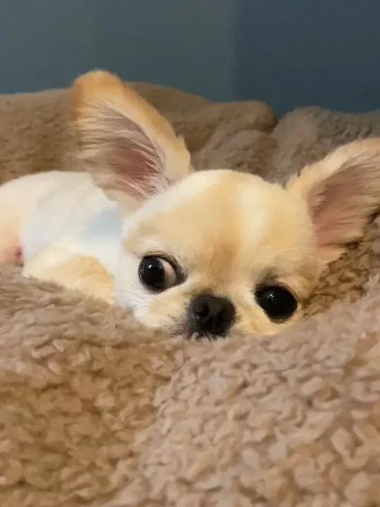 主人:狗狗能有啥坏心眼呢 狗狗品种:吉娃娃&京巴混血 视频来源:本视频