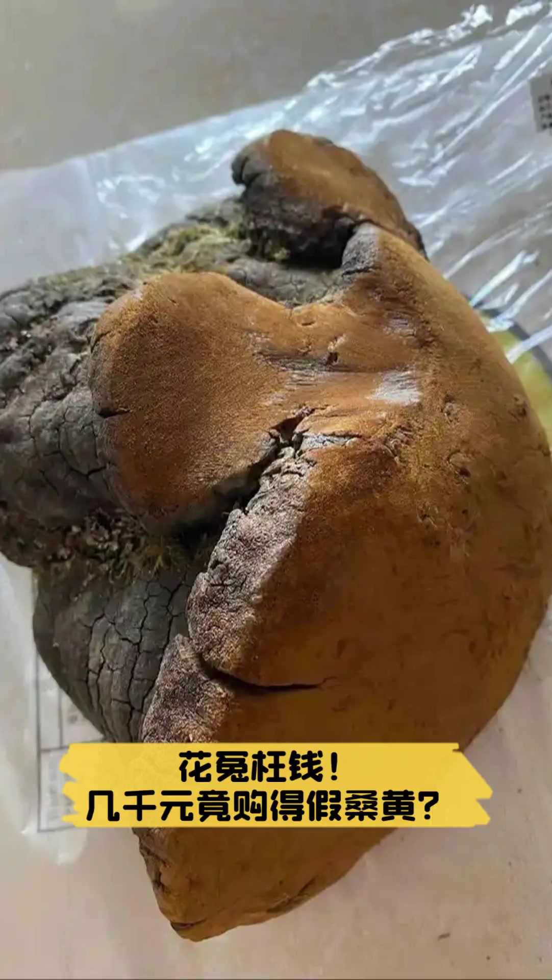 花冤枉钱!几千元竟购得假桑黄?