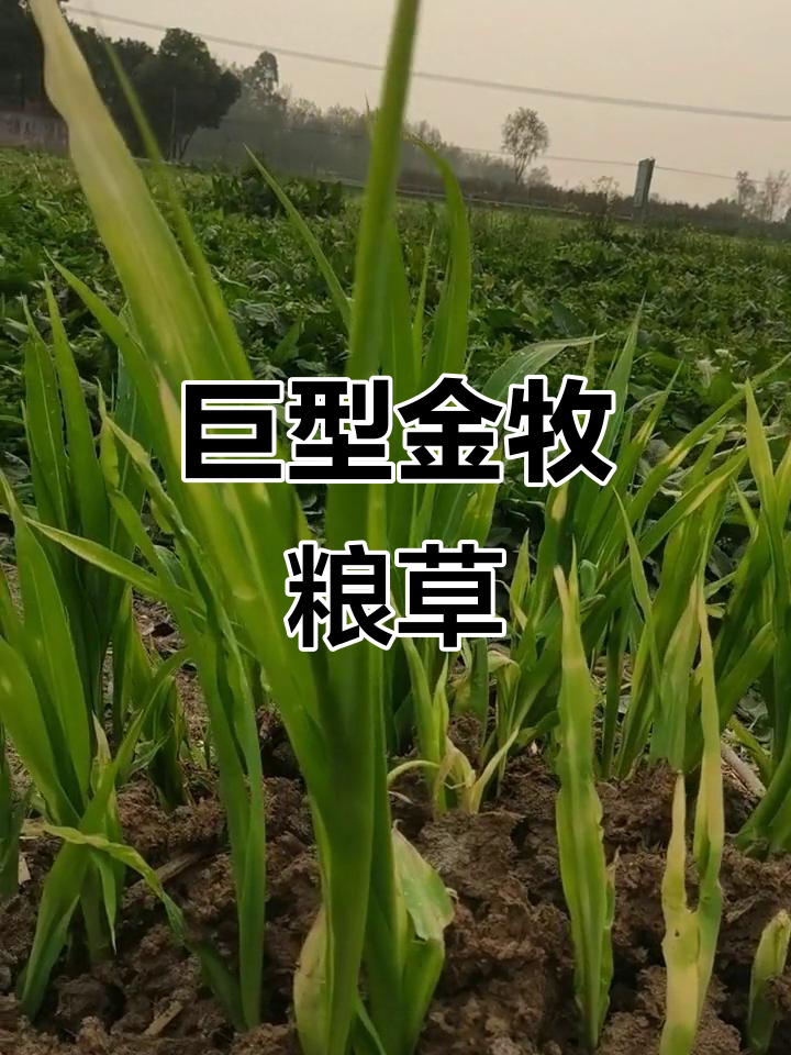 金牧粮草巨无霸,三百根高七米,土壤改良效果惊人