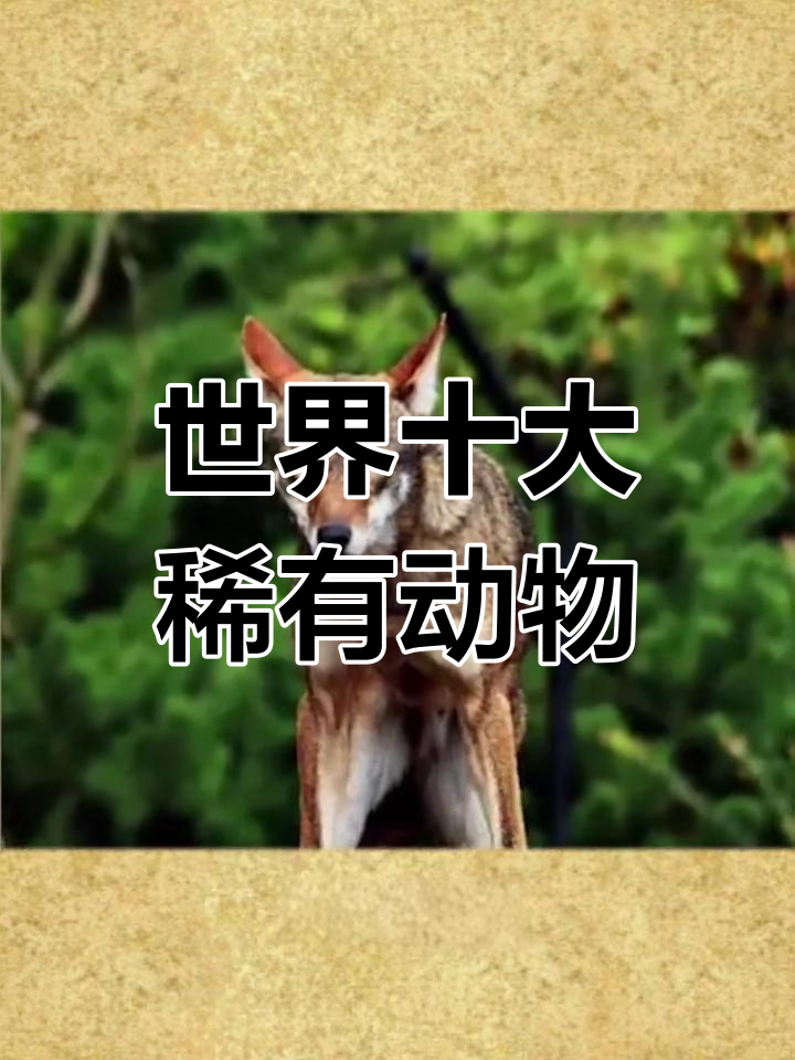 世界上的濒危动物