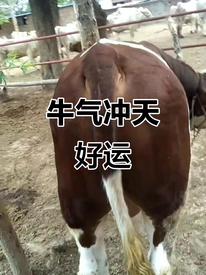 生肖牛2009年运势(属牛2009年运势及运程每月运程)