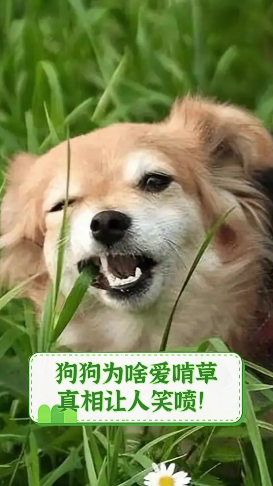 狗狗吃草是什么原因图片