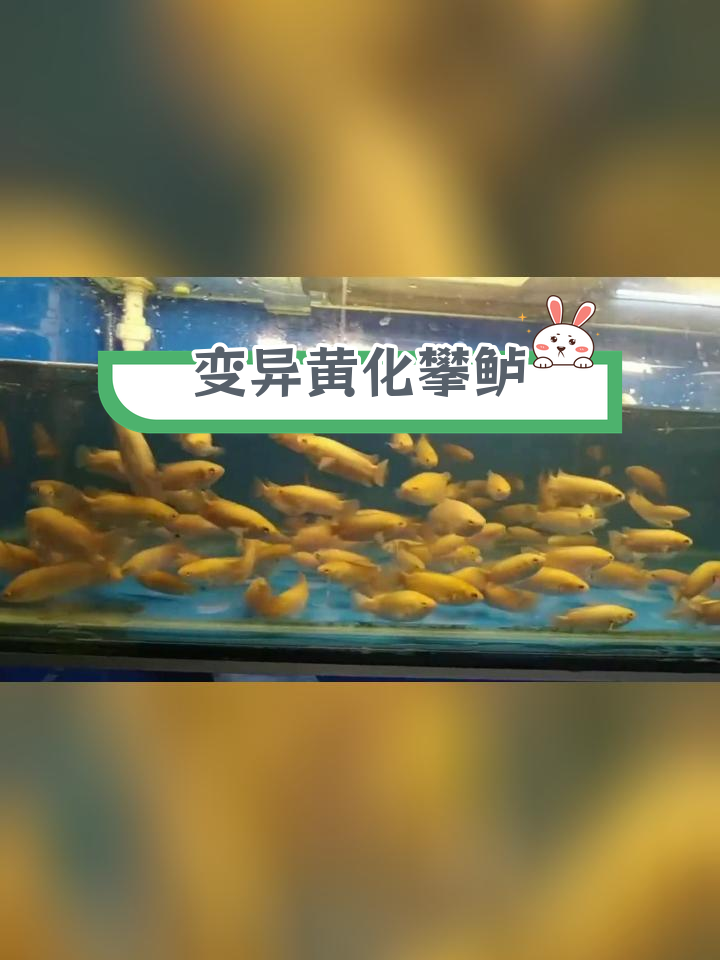 黄化攀鲈图片