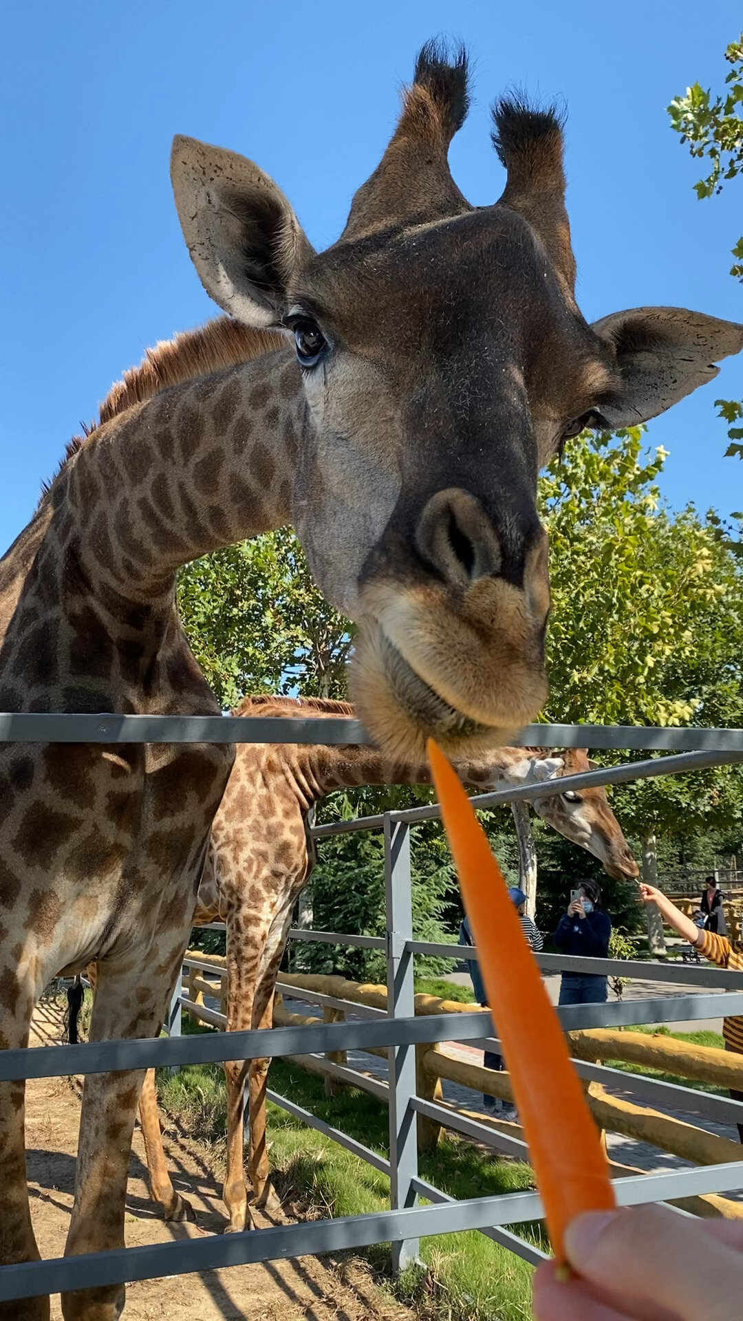 二刷龙口动植物园～天气好好心情美美