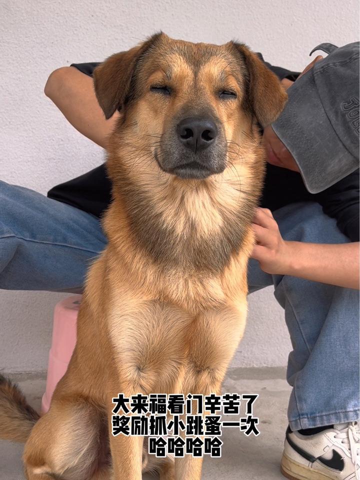 舒服的快要睡着啦中华田园犬