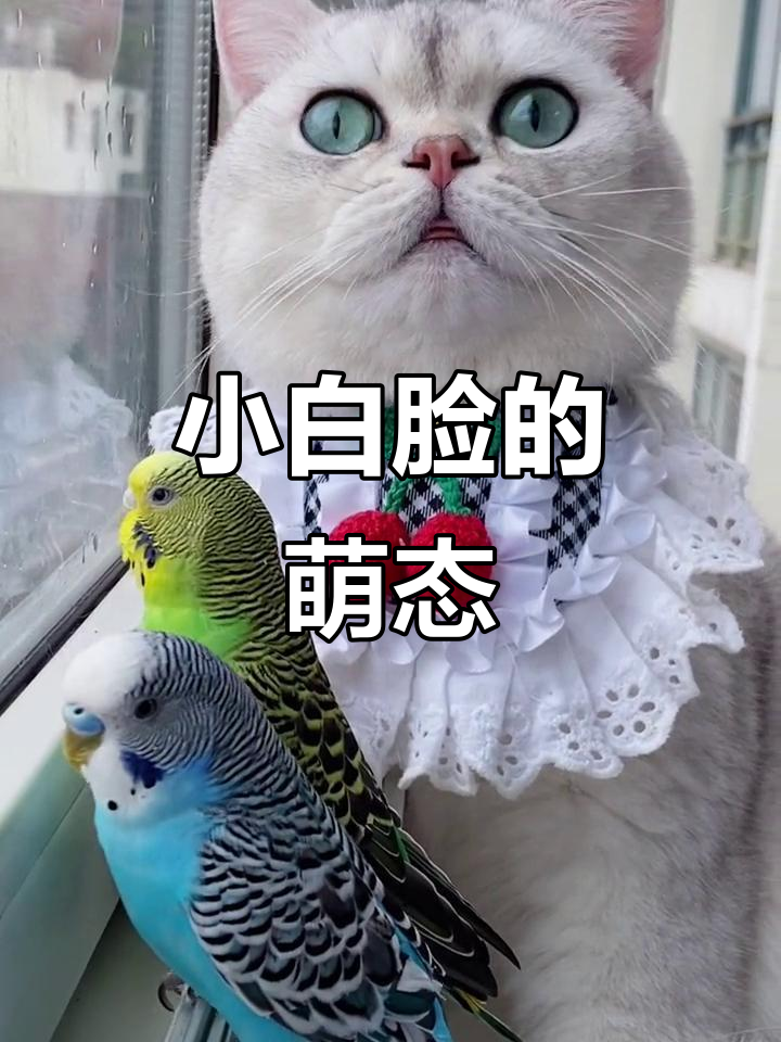 看看这只小白脸,真是太可爱了!