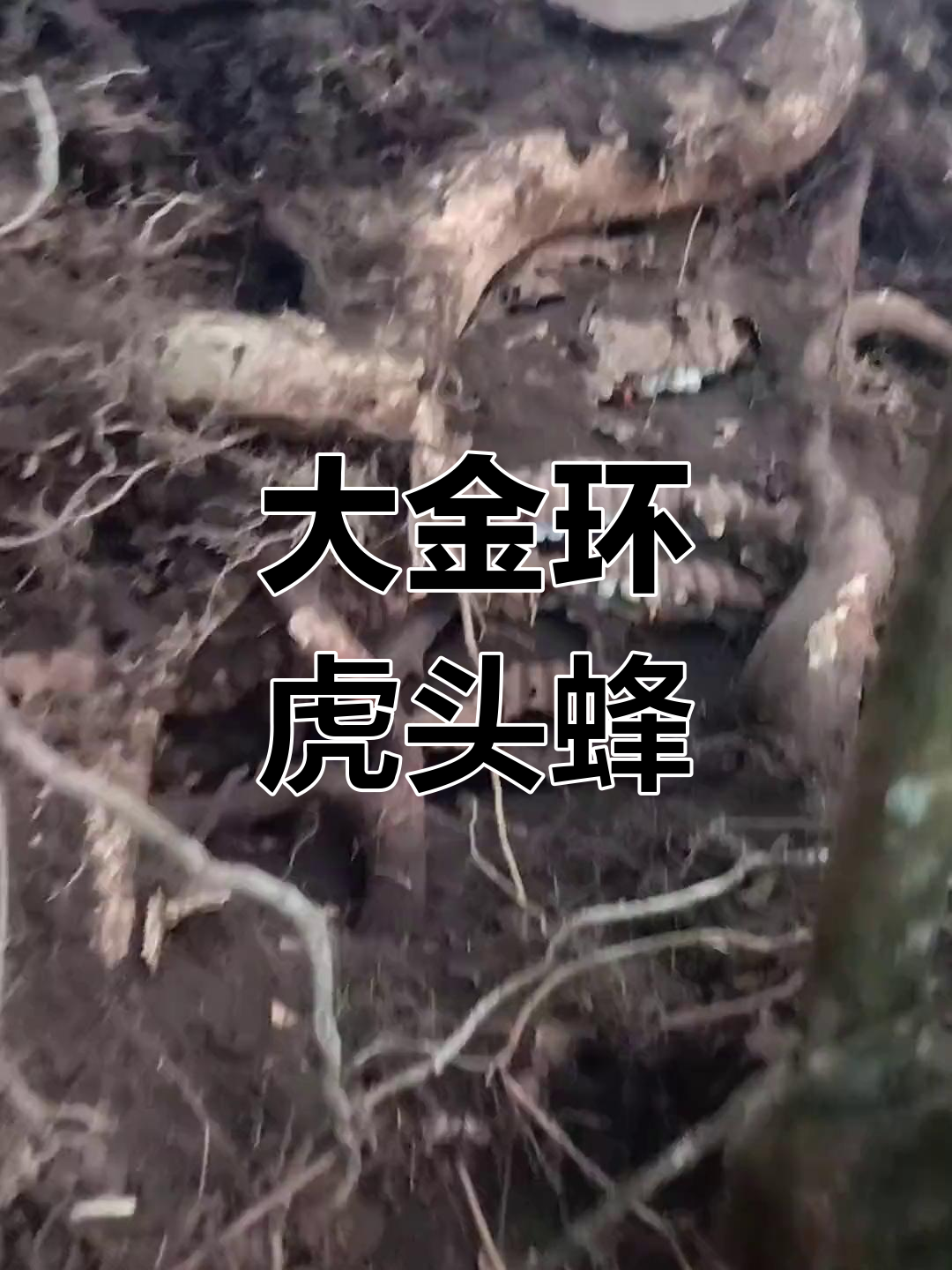 金环虎头蜂:大工程不容错过,挑战极限!