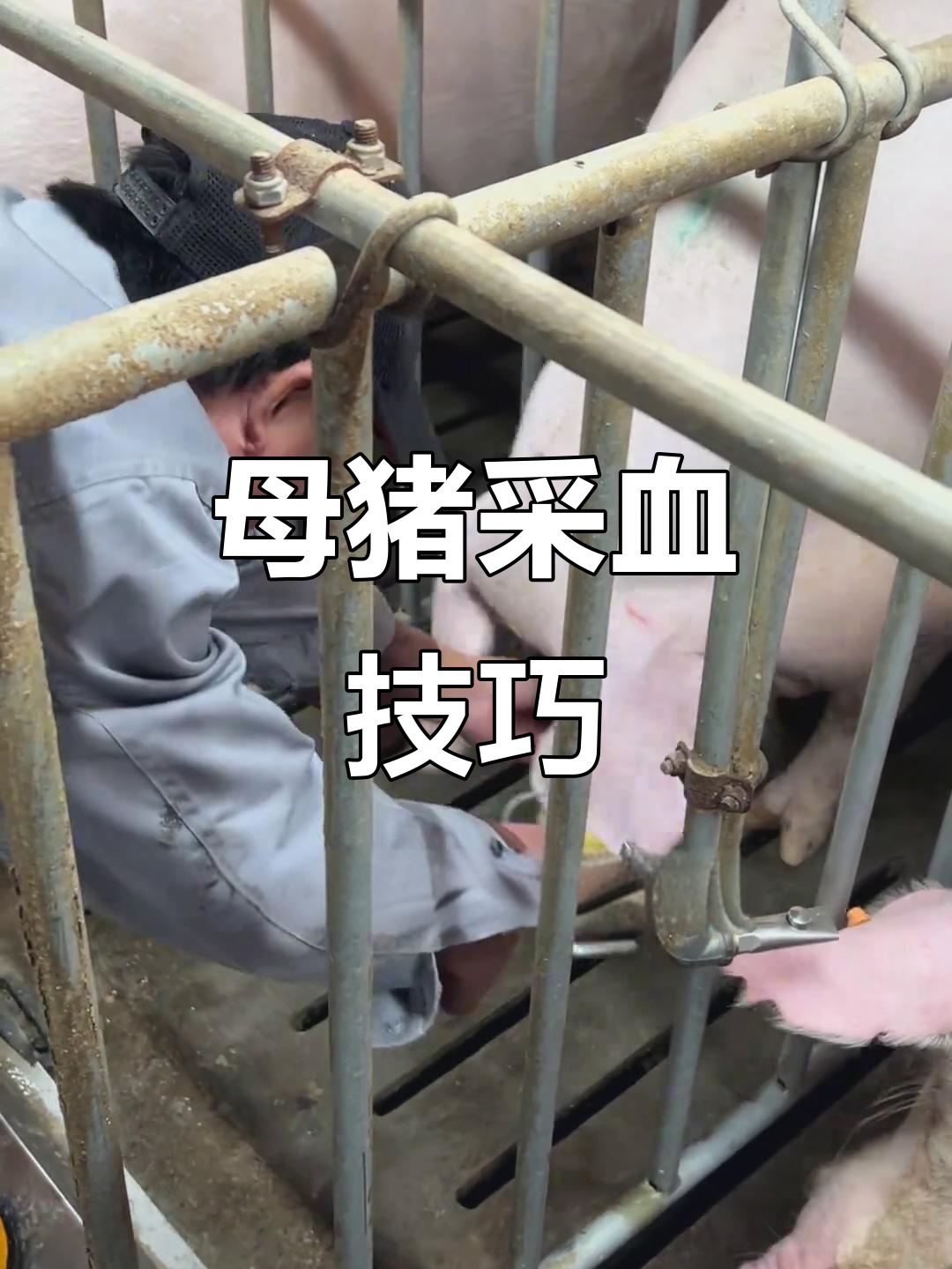 母猪采血位置选择,耳静脉与前腔静脉哪个更优?