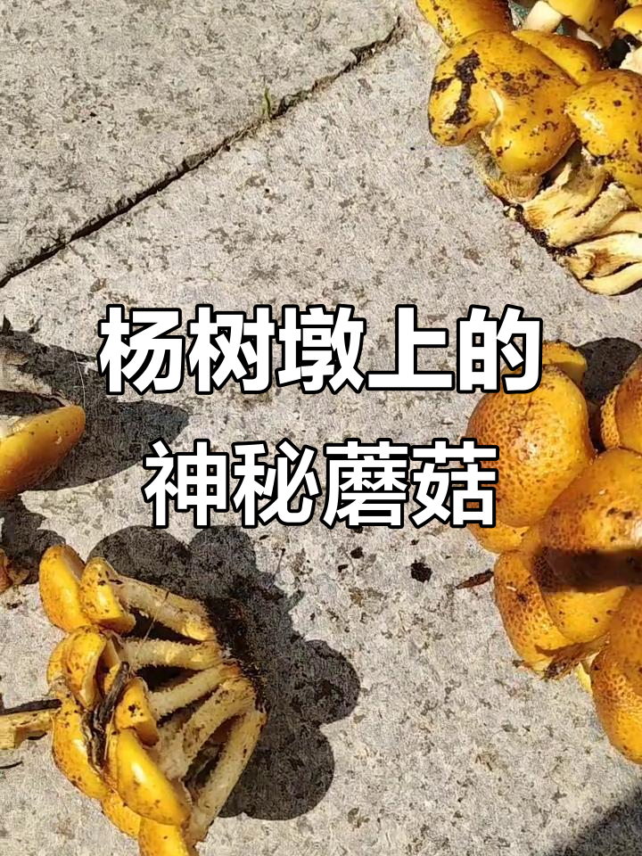 回乡采蘑菇,杨树墩上发现新品种,求鉴定!