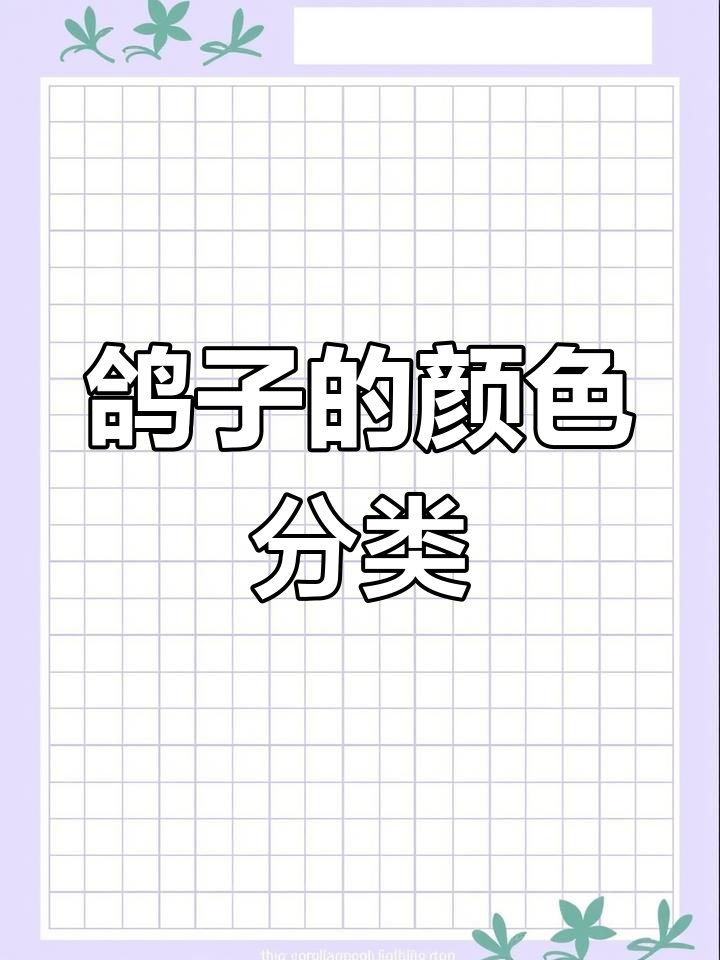 鸽子羽色种类全解析