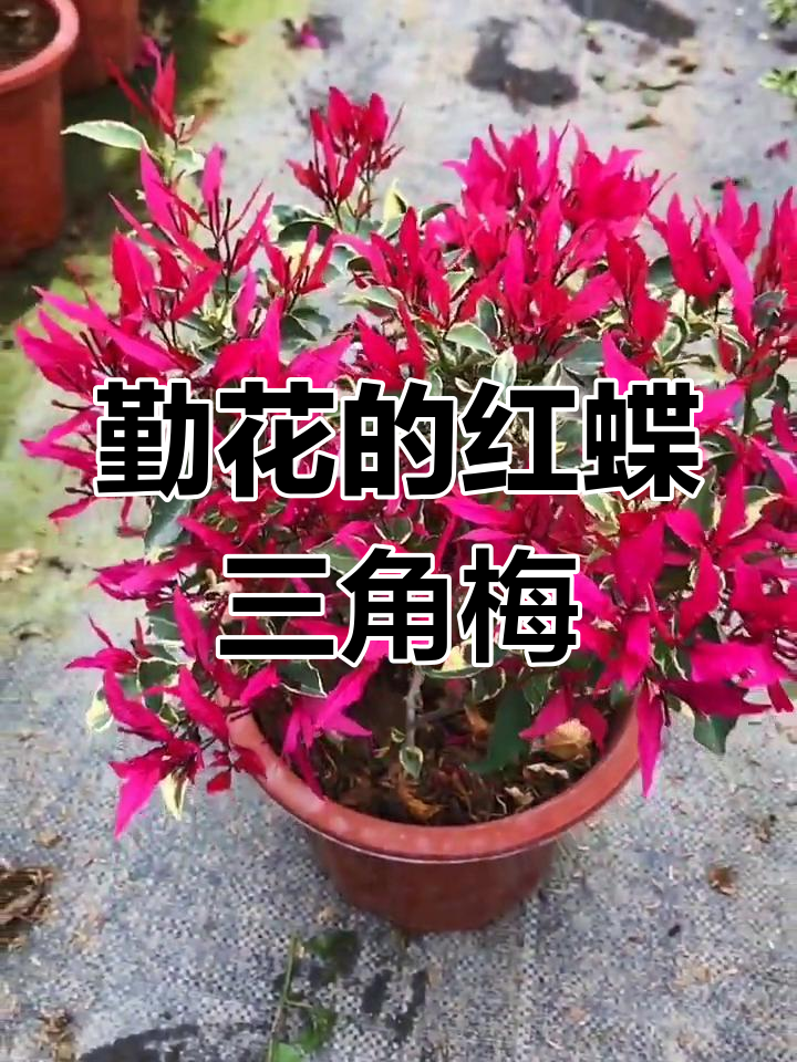 红蝶三角梅:细长花朵,勤花又美丽