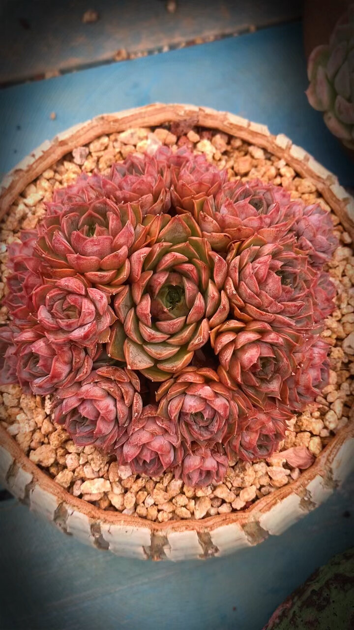 多肉之玫瑰夫人因为名字浪漫 别名也叫浪漫