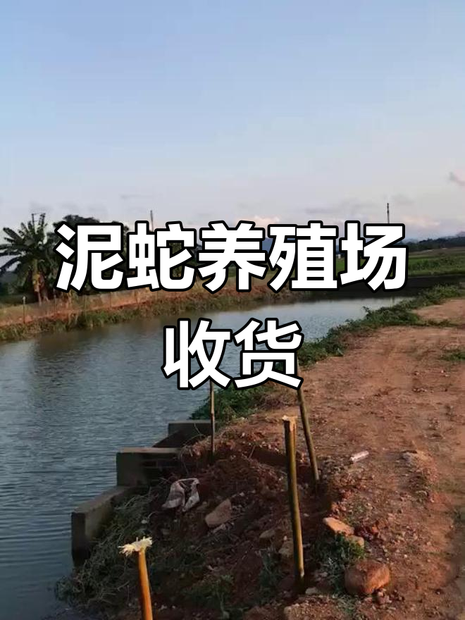 泥蛇养殖场忙碌起货,准备收获满满
