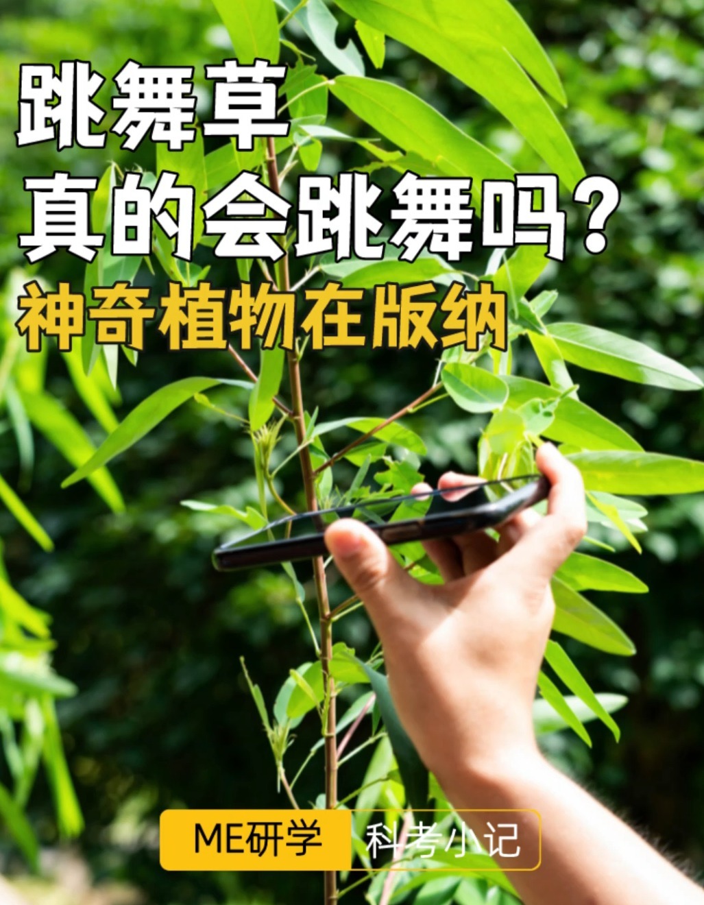 西双版纳植物园人气明星跳舞草