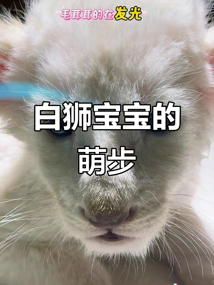 刚出生非洲白狮宝宝,萌态十足,走路摇摇晃晃超可爱